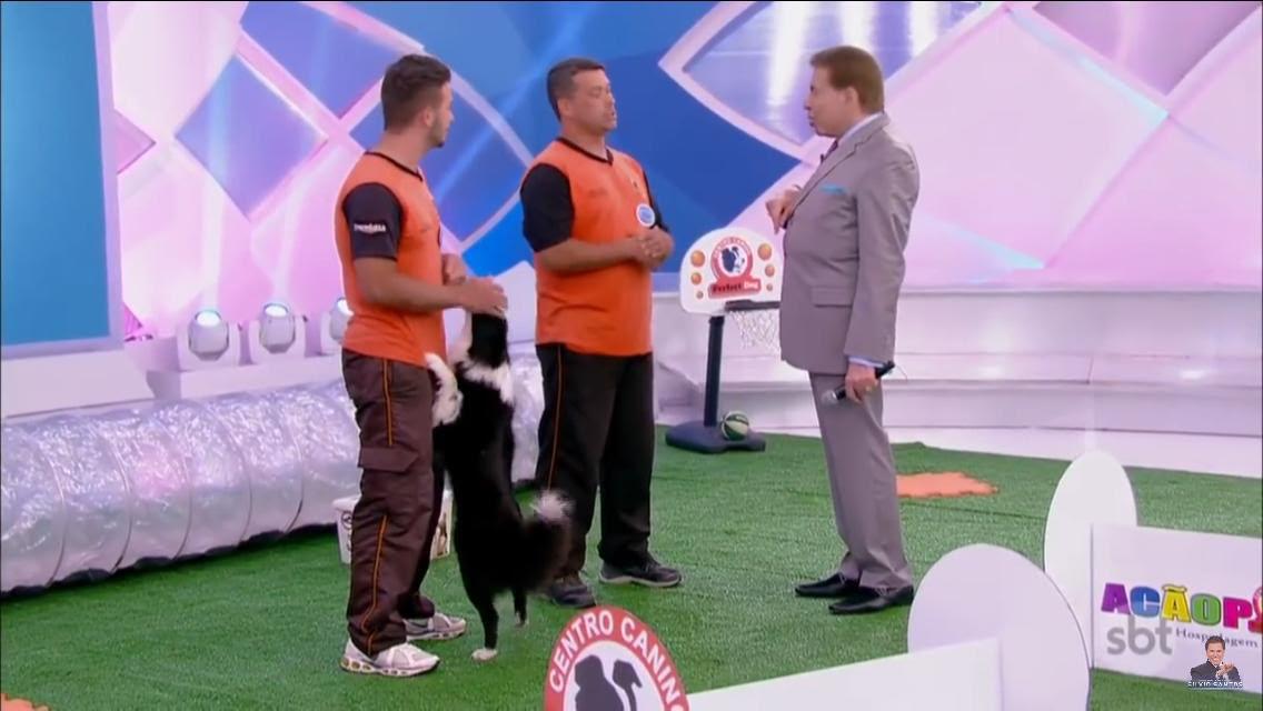 Demonstração da conexão entre adestrador e cão na Perfect Dog