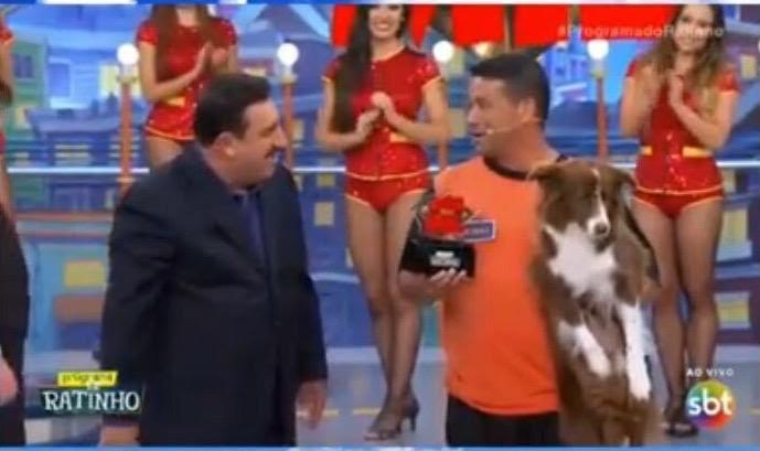 Demonstração de adestramento da Perfect Dog em evento