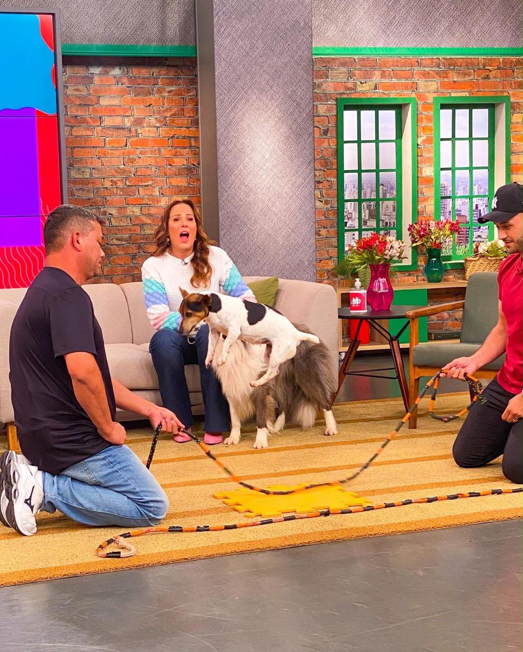 Apresentação profissional de adestramento da Perfect Dog