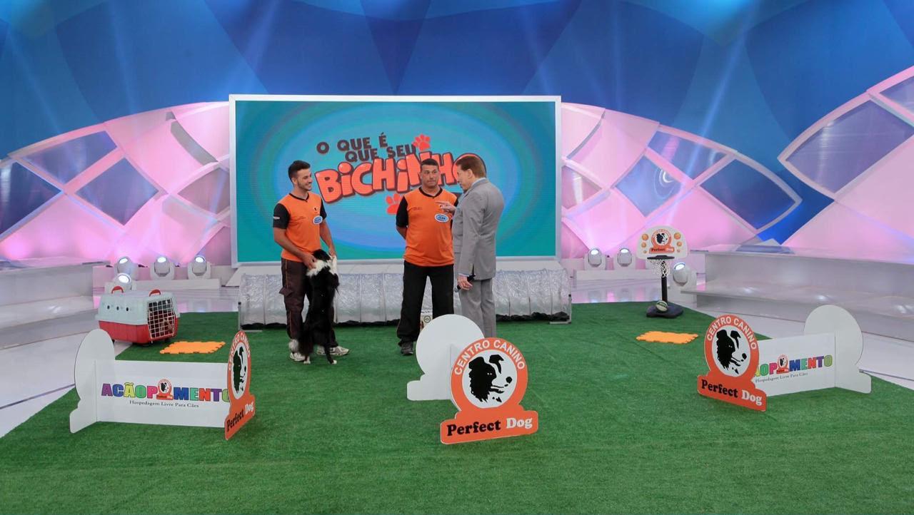 Cão da Perfect Dog durante apresentação ao vivo